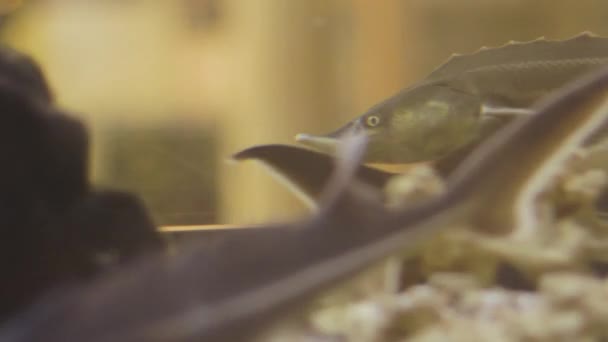 Fish Pike Hunts Predatory Underwater Ecology Wildlife Natural Life Background — Stock Video