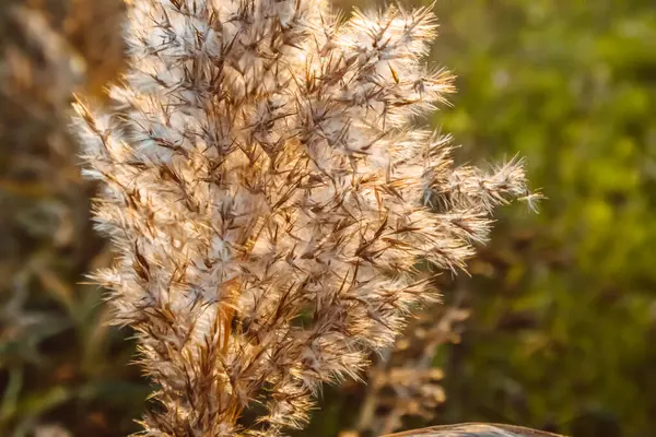 Günbatımında Tarla Bitkileri Tarım Tarım Yaz Manzarası — Stok fotoğraf