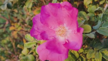 Bahçedeki pembe çiçek yaz çiçeği yeşil çiçek