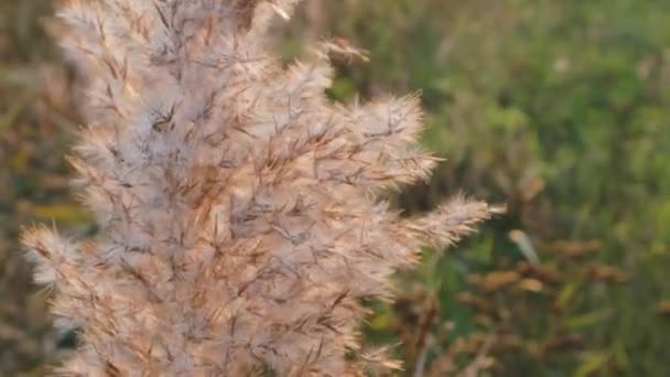 Günbatımında Tarla Bitkileri Tarım Tarım Yaz Manzarası — Stok video