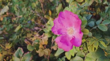 Bahçedeki pembe çiçek yaz çiçeği yeşil çiçek