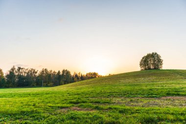 Tepenin tepesinde yapayalnız bir ağaç. Güneşli kırsal tarım.