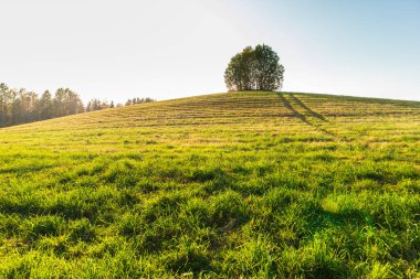 Tepenin tepesinde yapayalnız bir ağaç. Güneşli kırsal tarım.
