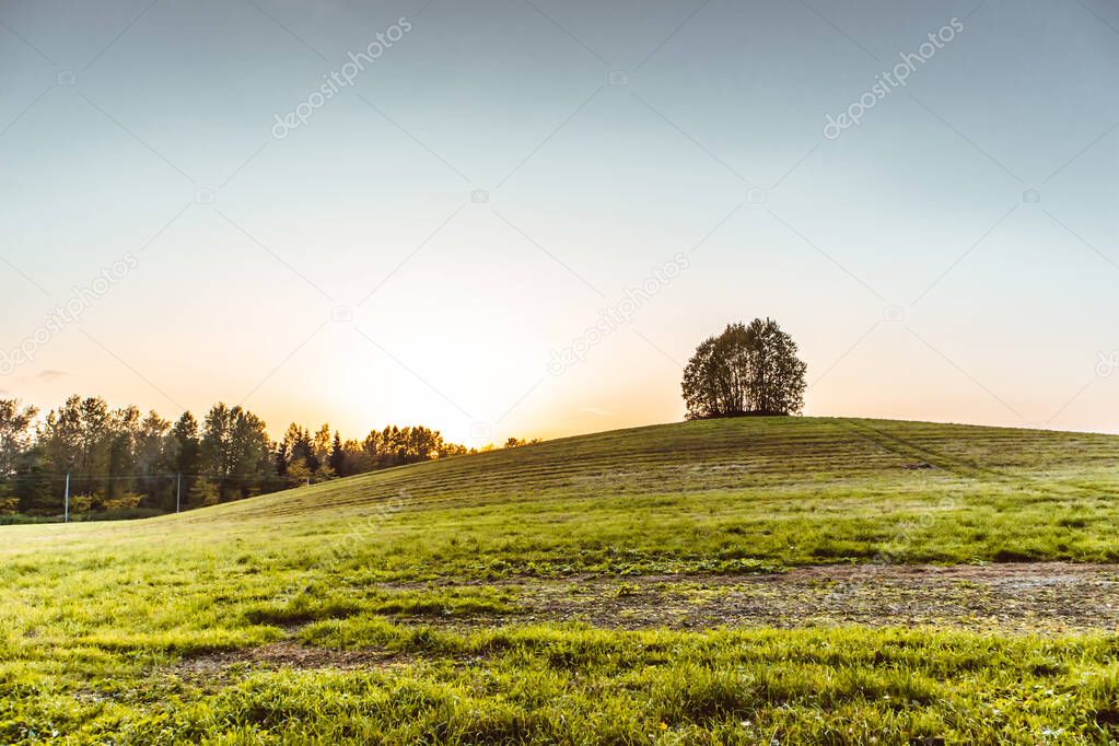 lonely tree on top of a hill landscape sunny countryside agriculture