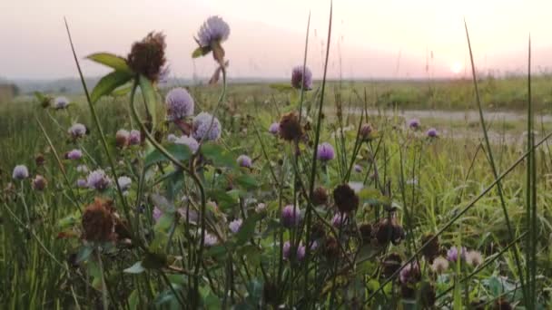 田舎道は日没の道農業日の出風光明媚な — ストック動画