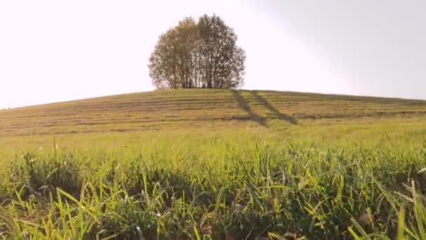 Árvore Solitária Topo Uma Paisagem Colina Ensolarado Agricultura Rural — Vídeo de Stock