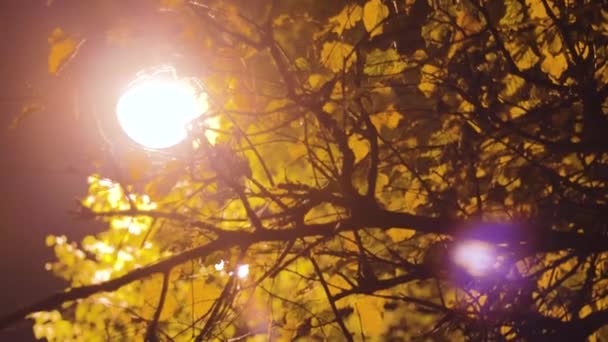 Illuminazione Luci Notturne Nel Parco Sono Lampione Esterno Offuscata — Video Stock