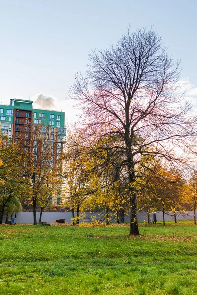 풍경과 하이테크 건축의 누르스름 나뭇잎이 공원에 떨어진다 — 스톡 사진