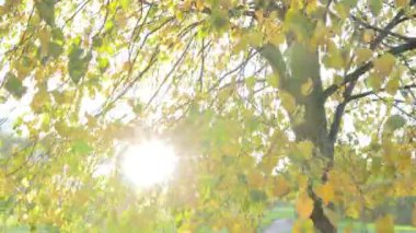 Ağaçların dallarındaki sarı yapraklar güzel bir altın çağdır. Parlak bir hayat.