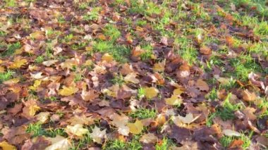 Sonbahar yaprakları çimlerin üzerinde uzanıyor. Doğanın Altın Zamanı dokusu