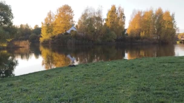 公園内の紅葉の風景黄金時代の自然葉が落ちる — ストック動画