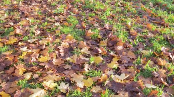 Autumn Fallen Foliage Lies Lawn Golden Time Nature Texture — Stock Video