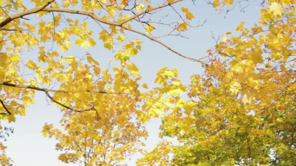 Geel Blad Takken Van Bomen Een Mooie Gouden Tijd Helder — Stockvideo