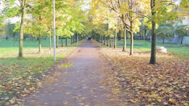 Alley Autumn Park Walk Crane Motion Landscape Gold Time Season — Stock Video