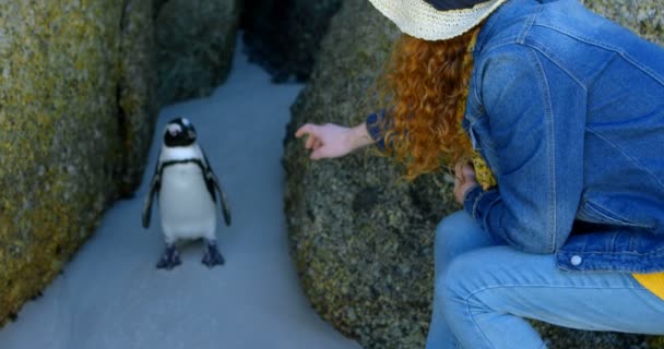 Vrouw Kijken Naar Pinguïn Het Strand Een Zonnige Dag — Stockvideo