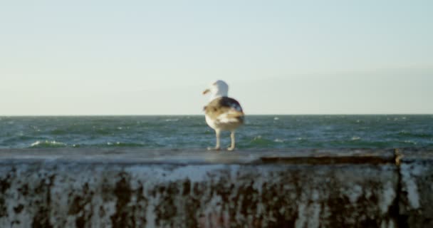 阳光明媚的一天 海滩上的海鸥4K — 图库视频影像