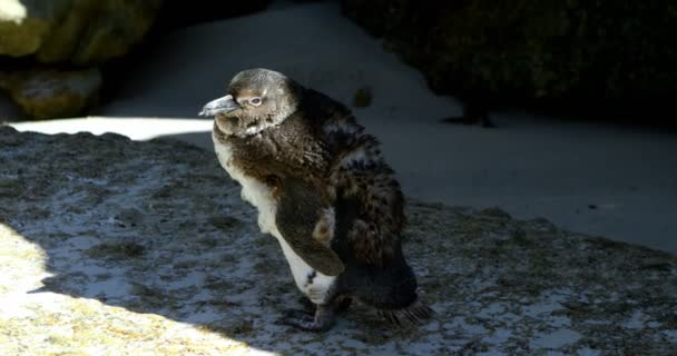 Pinguim Pássaro Praia Dia Ensolarado — Vídeo de Stock