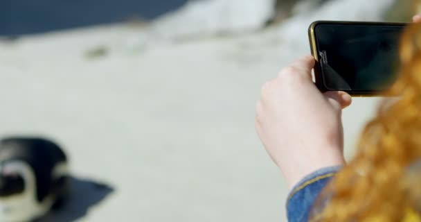 Vrouw Nemen Van Foto Van Pinguïn Met Mobiele Telefoon Strand — Stockvideo