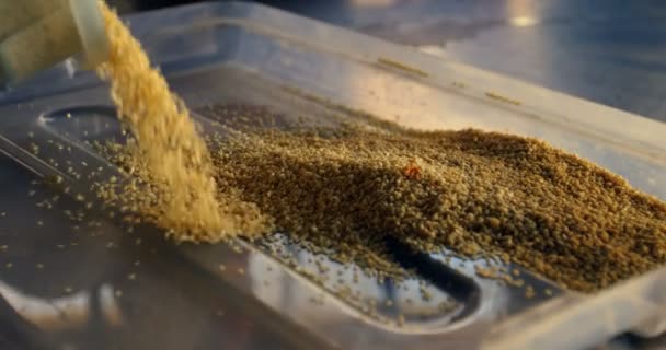 小麦颗粒在托盘上浇注的特写 — 图库视频影像