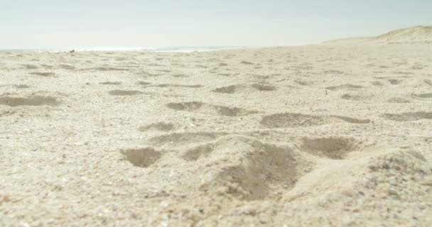 Surfer Met Surfboard Uitgevoerd Het Strand Een Zonnige Dag — Stockvideo