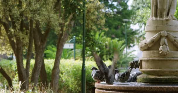 Palomas Posadas Fuente Parque Ciudad Bañándose Agua — Vídeo de stock