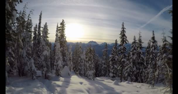 Çam Ağaçları Kış Sırasında Karlı Manzara Üzerinde — Stok video