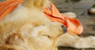 Kadın köpeğini havlu ile ev 4 k silerek Close-up