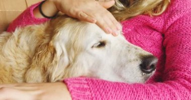 Kadın köpeğini ev 4 k kanepede dizüstü bilgisayar kullanırken okşayarak Close-up