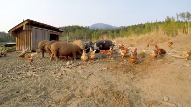 Hausschweine Und Hühner Füttern Bauernhof Sonnenlicht — Stockvideo