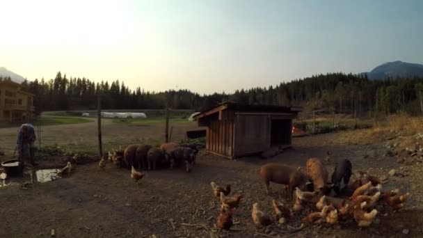 Schweine Und Hühnerfütterung Durch Futterautomaten Auf Bauernhof Grünen — Stockvideo