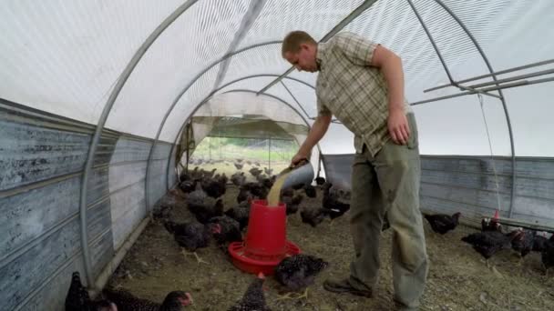 Landwirt Füttert Hühner Hühnerstall Mit Futter — Stockvideo