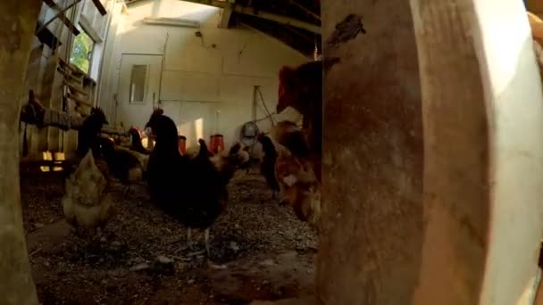 Pâturage Poules Dans Poulailler Bois Ferme — Video