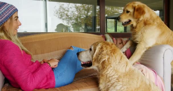 ホーム でソファの上に彼女の犬を持つ美しい女性 — ストック動画