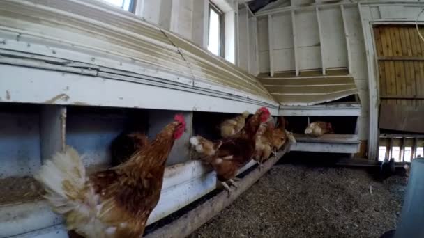 Hühner Weiden Hühnerstall Auf Bauernhof — Stockvideo