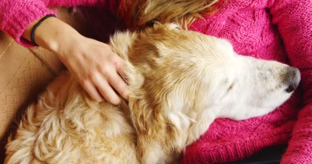Mujer Acariciando Perro Mientras Usa Ordenador Portátil Sofá Casa — Vídeos de Stock