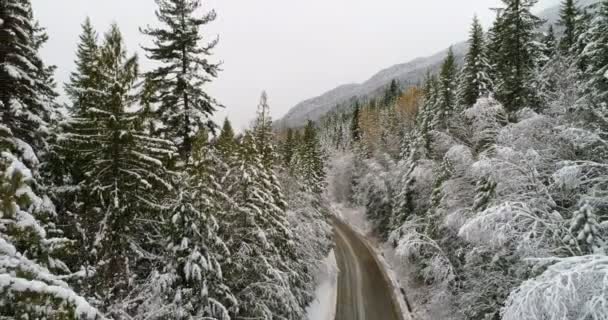 Aérien Route Campagne Passant Par Forêt Pins Pendant Hiver — Video