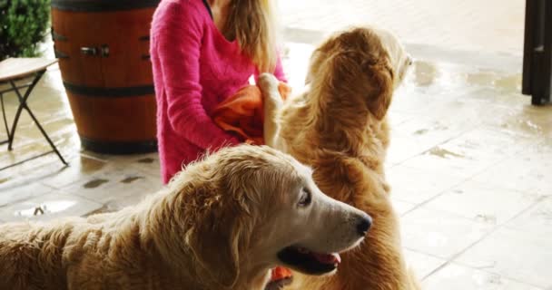 Hermosa Mujer Con Sus Perros Casa — Vídeos de Stock