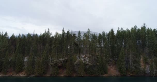 Aerial Pine Trees Overlooking Mountain Ranges — Stock Video