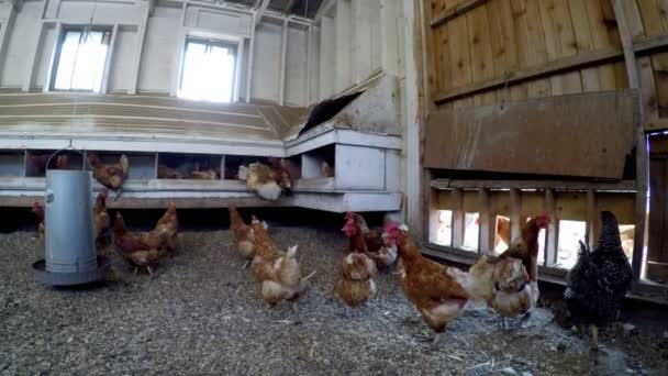 Tavuk Çiftliğinde Kırsal Tavuk Kümesi Içinde Otlatma — Stok video