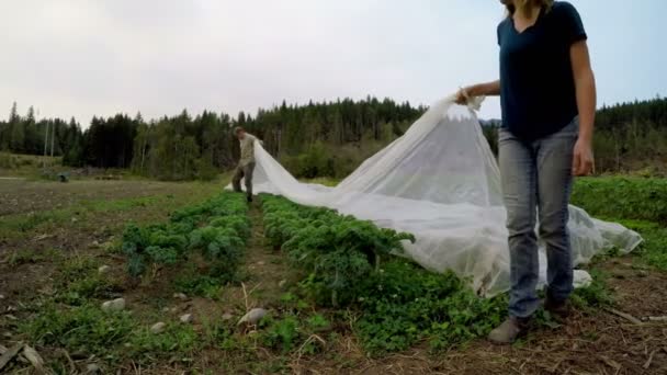 Couple Couvrant Les Plantes Avec Couvertures Dans Terre Agricole — Video