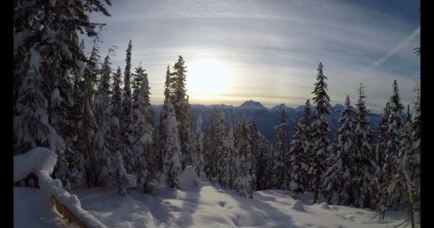 Çam Ağaçları Kış Sırasında Karlı Manzara Üzerinde — Stok video