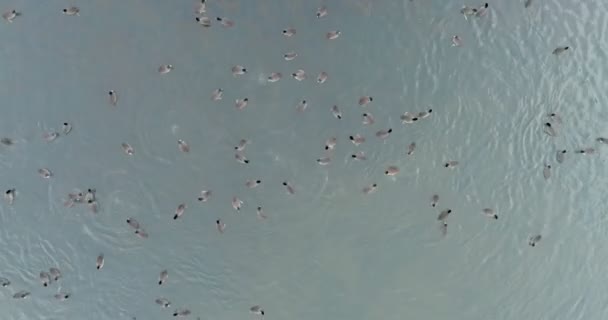 Vue aérienne du troupeau de canards nageant dans l'eau du lac 