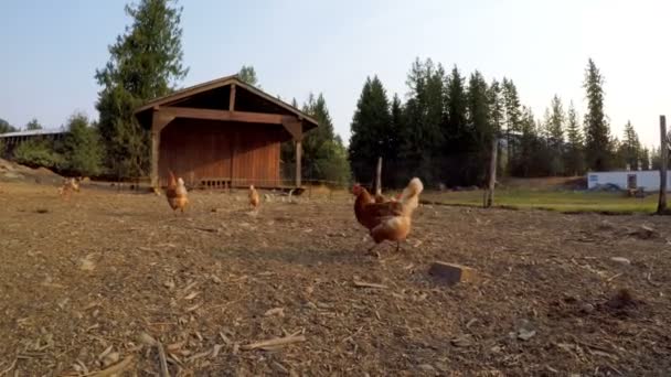 Kippen Die Grazen Landbouwgrond Zonlicht — Stockvideo