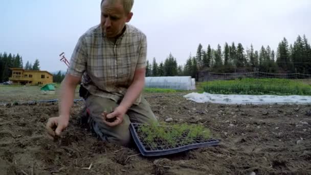 Mature Man Seedlings Farm — Stock Video