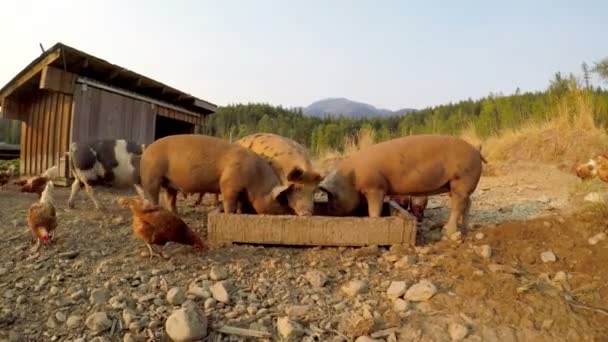 Porcinos Domésticos Gallinas Alimentándose Granja Luz Del Sol — Vídeo de stock