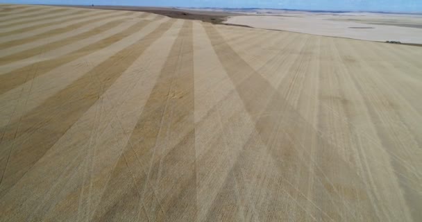 Vista Aérea Del Campo Agrícola Para Cosecha Campo — Vídeo de stock