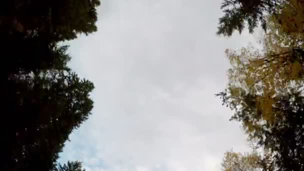 Вид Низьким Кутом Вершини Дерев Вздовж Дороги Проти Хмарного Неба — стокове відео