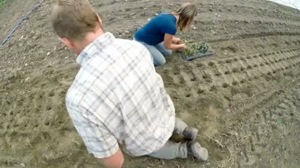 Parejas Maduras Plantando Plántulas Granja — Vídeo de stock