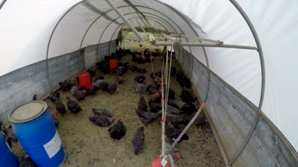 Gallinas Pastando Dentro Gallinero Tierras Cultivo — Vídeos de Stock