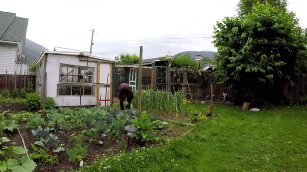 Young Farmer Gardening Backyard — Stock Video